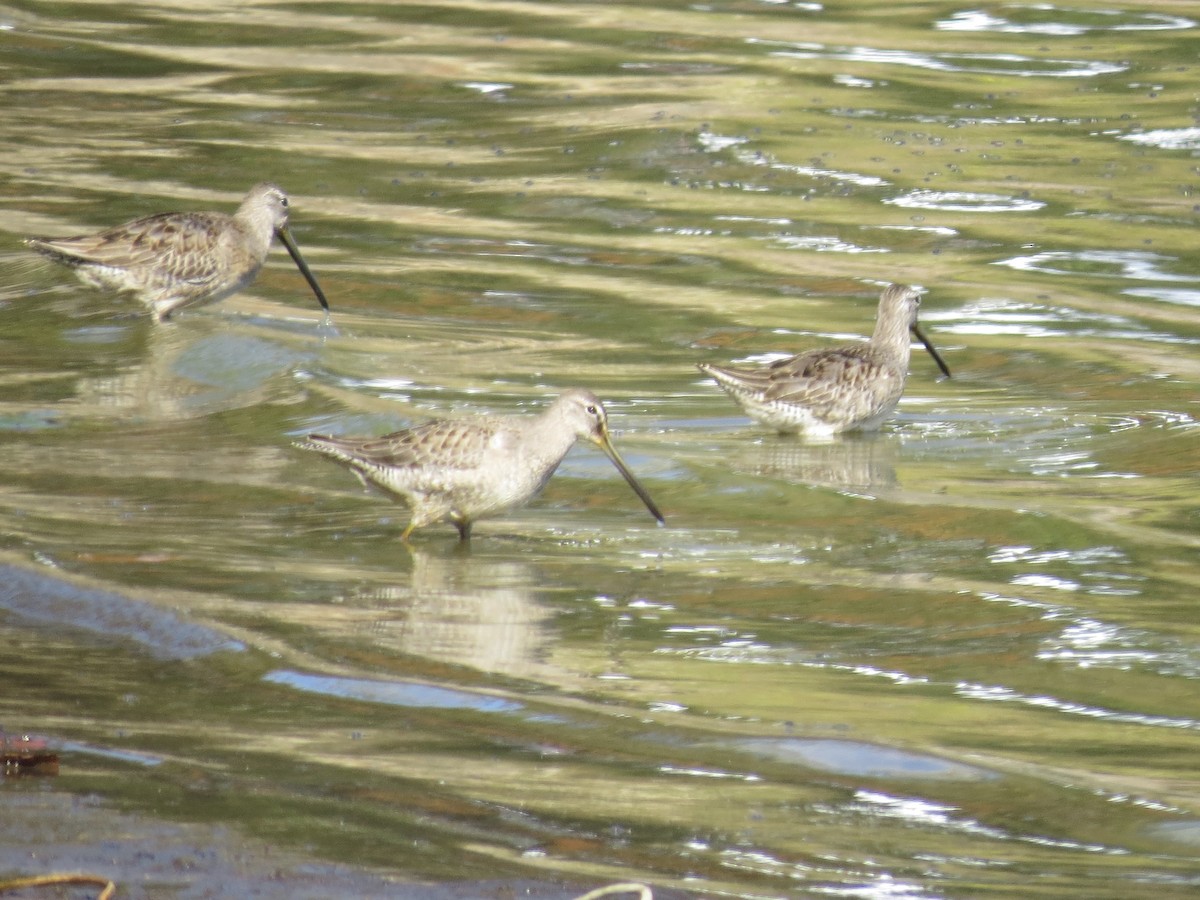 langnebbekkasinsnipe - ML643214082