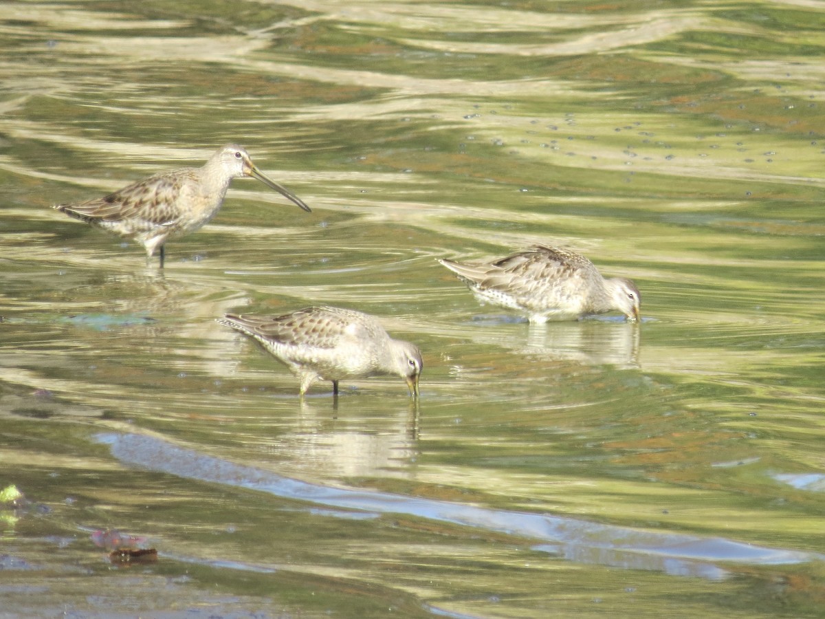 langnebbekkasinsnipe - ML643214083