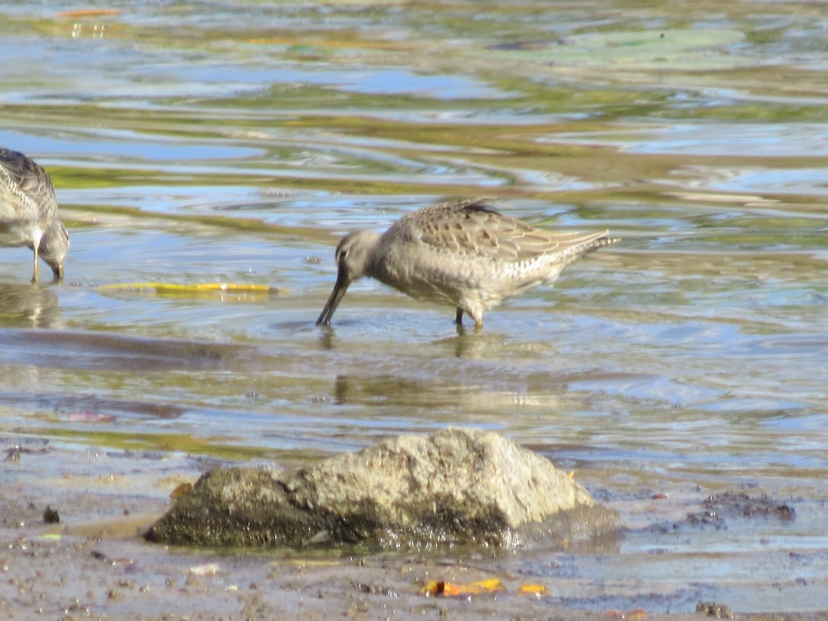 langnebbekkasinsnipe - ML643214087