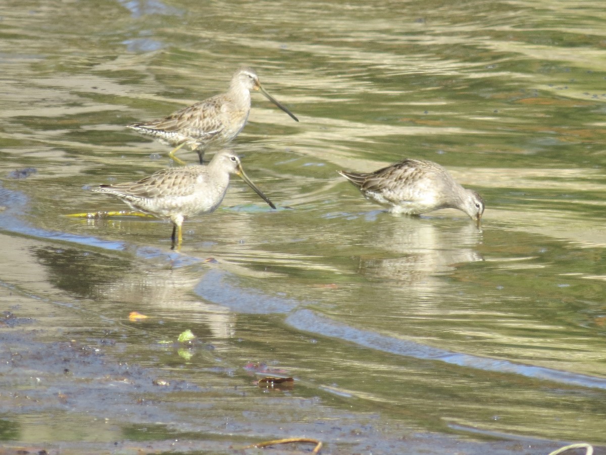 langnebbekkasinsnipe - ML643214094