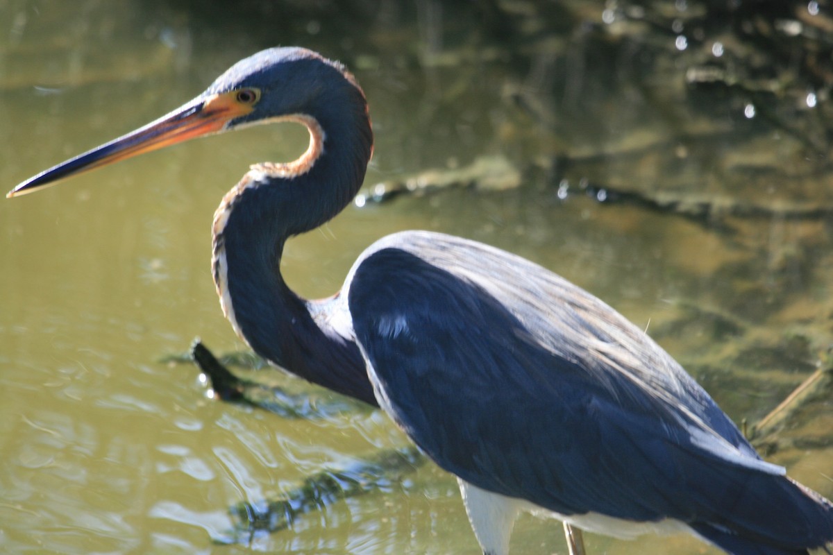 Tricolored Heron - ML643214095