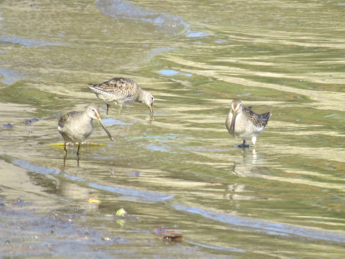 langnebbekkasinsnipe - ML643214098