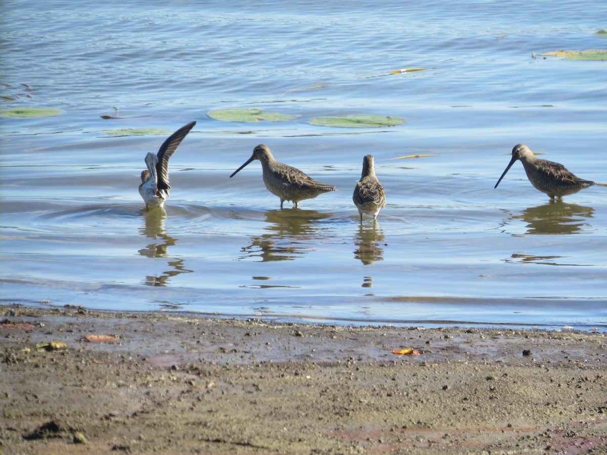 langnebbekkasinsnipe - ML643214111