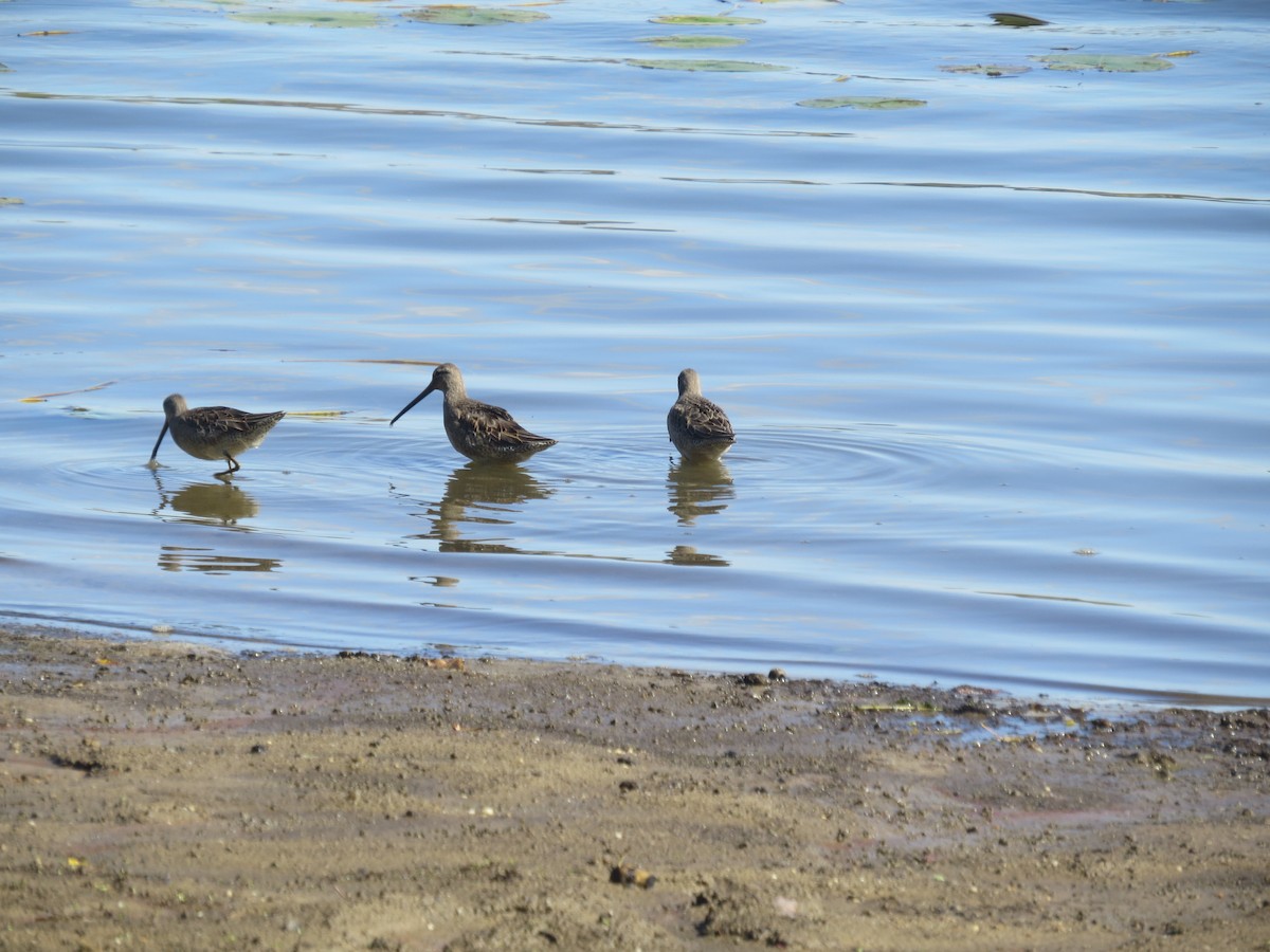 langnebbekkasinsnipe - ML643214119
