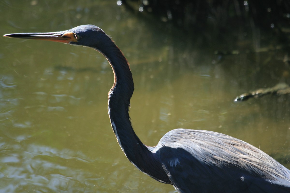 Tricolored Heron - ML643214124