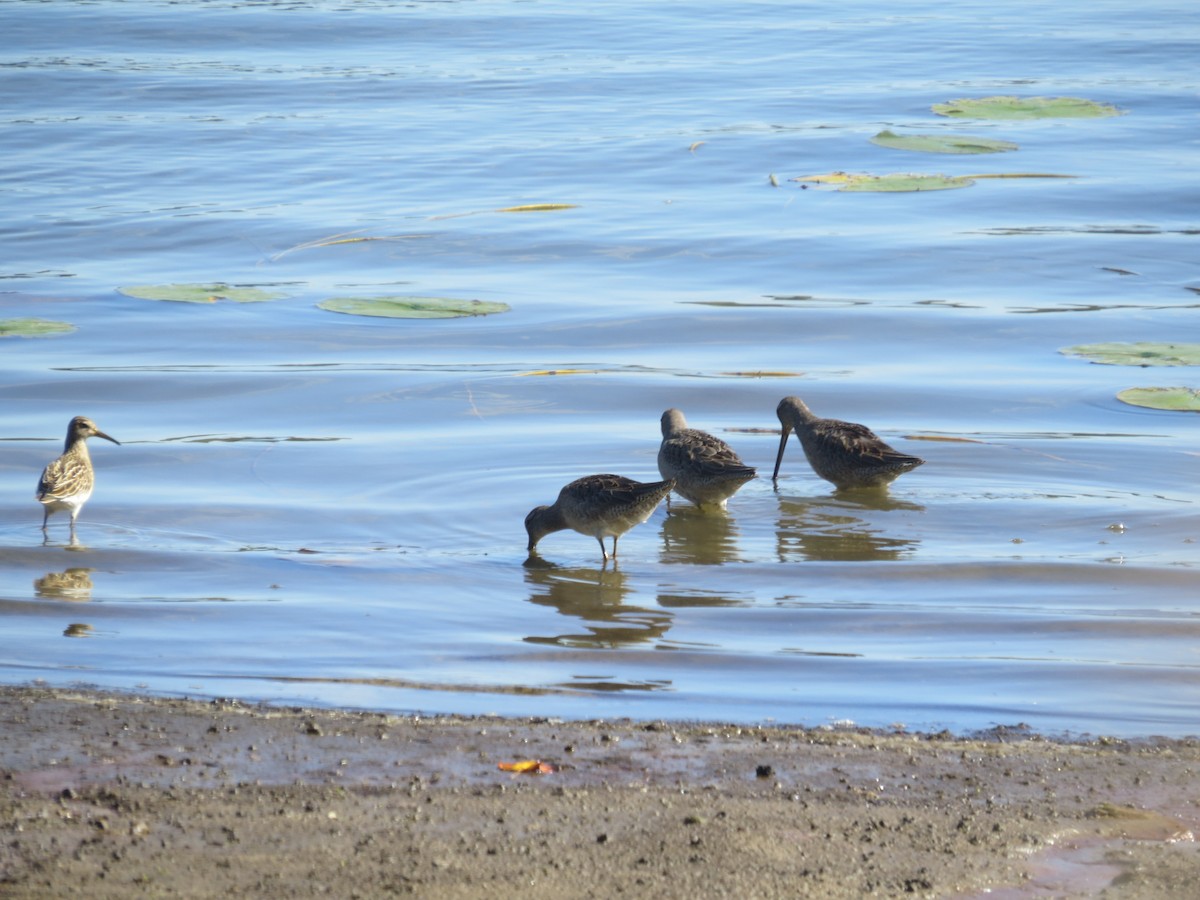 langnebbekkasinsnipe - ML643214125