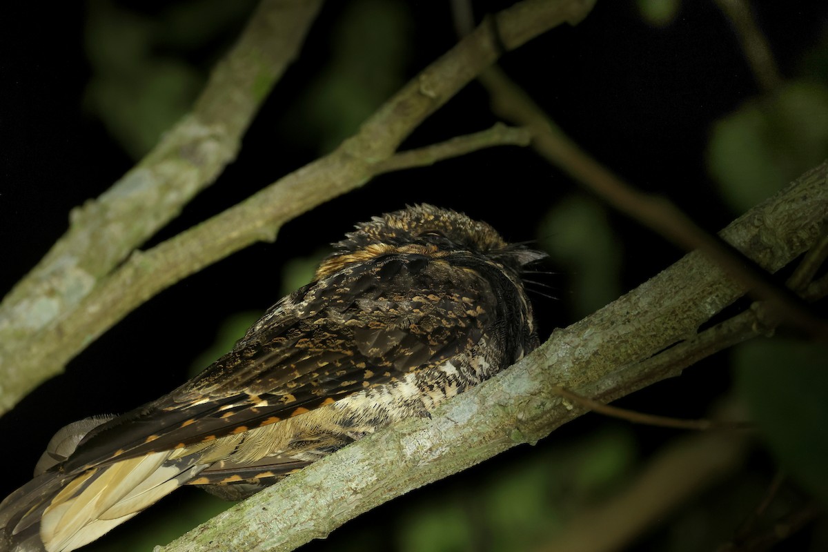 Гватемальский козодой - ML643214139