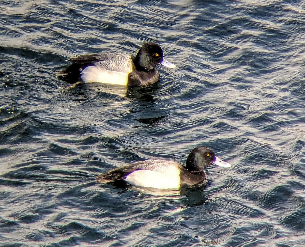 Lesser Scaup - ML643214155