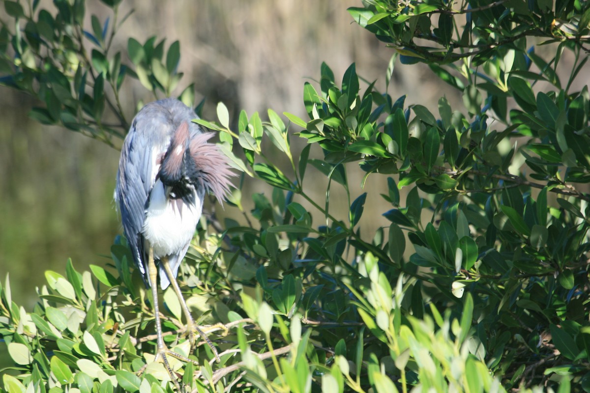 Tricolored Heron - ML643214158