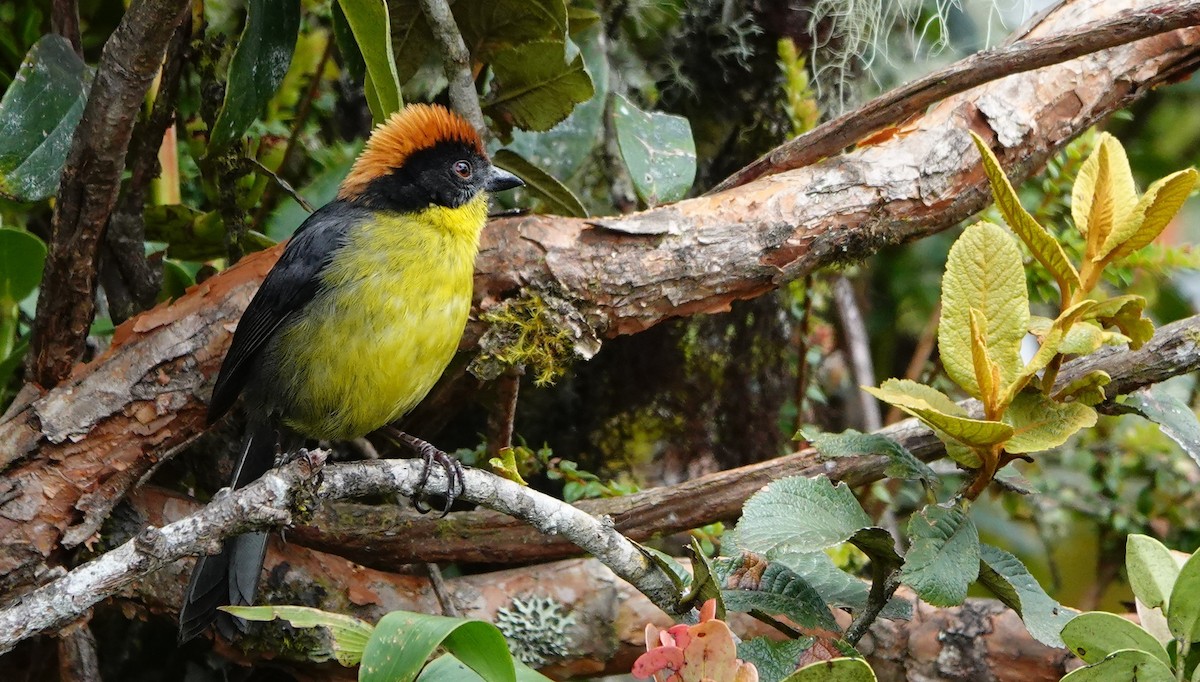Yellow-breasted Brushfinch (Yellow-breasted) - ML643214160