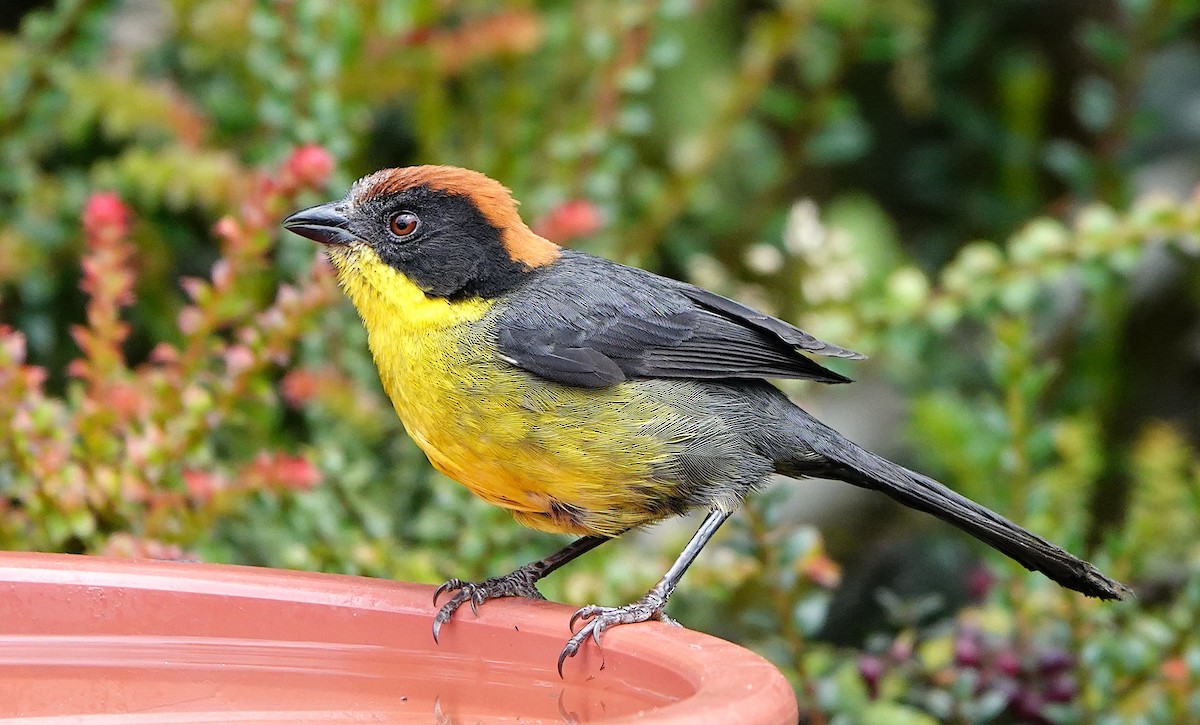 Yellow-breasted Brushfinch (Yellow-breasted) - ML643214161