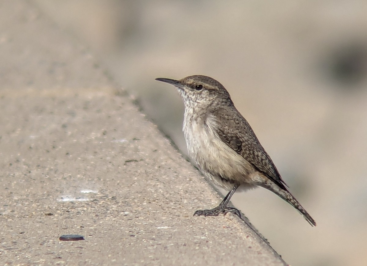 Rock Wren - ML643214163