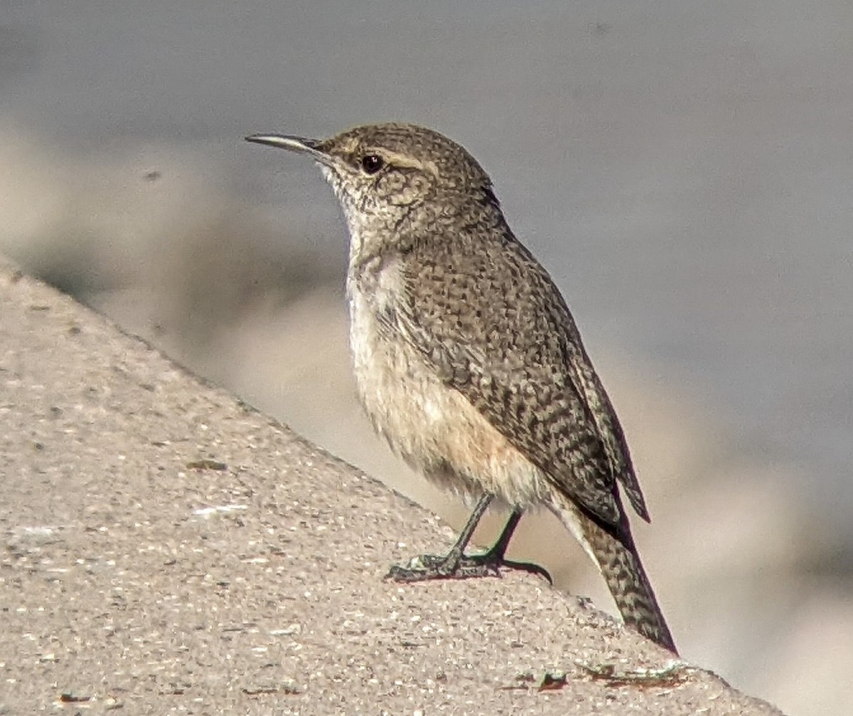 Rock Wren - ML643214164