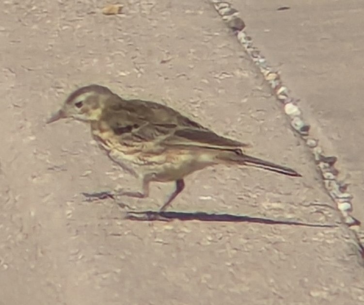 American Pipit - ML643214166