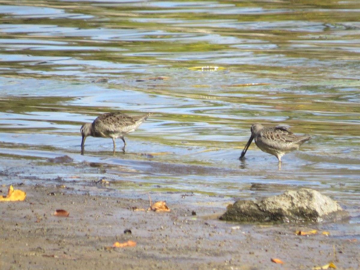 langnebbekkasinsnipe - ML643214167