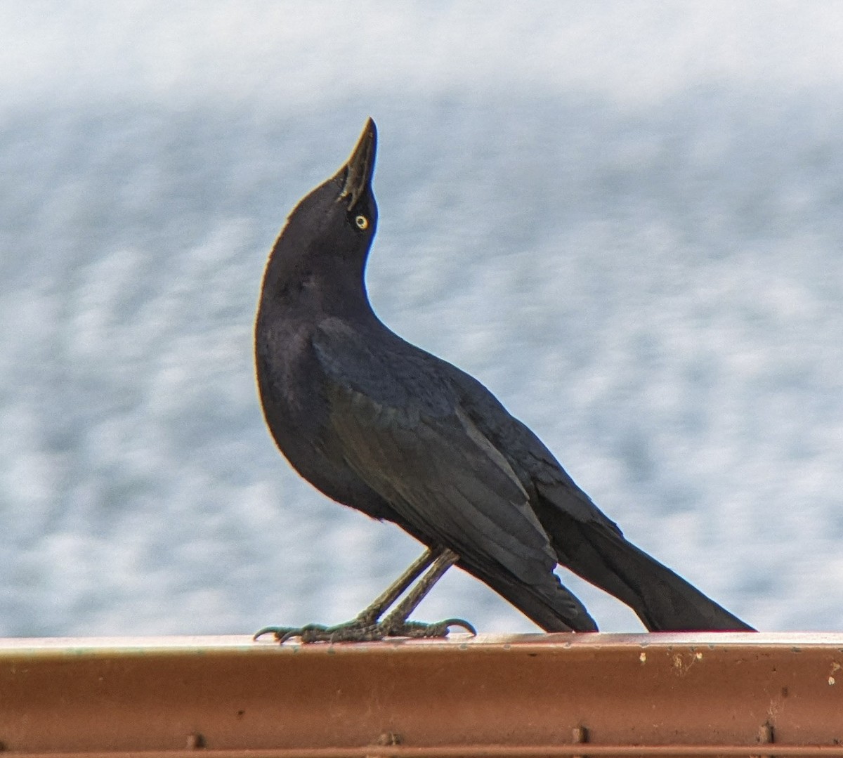Great-tailed Grackle - ML643214171