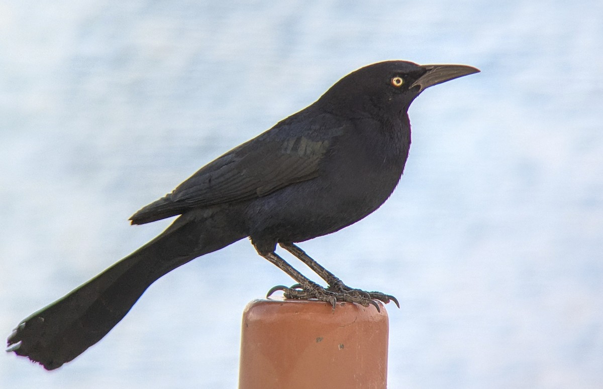 Great-tailed Grackle - ML643214172