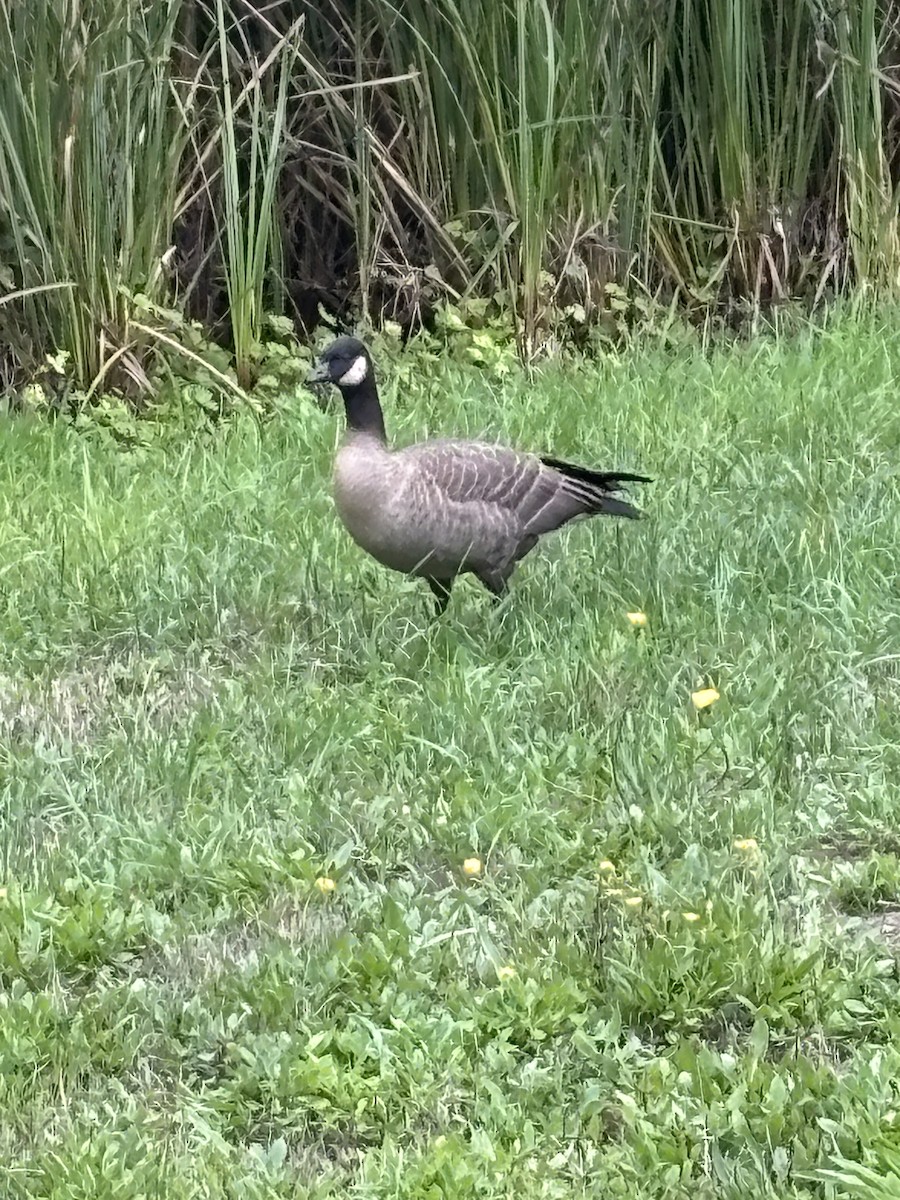 Cackling Goose (minima) - ML643214173
