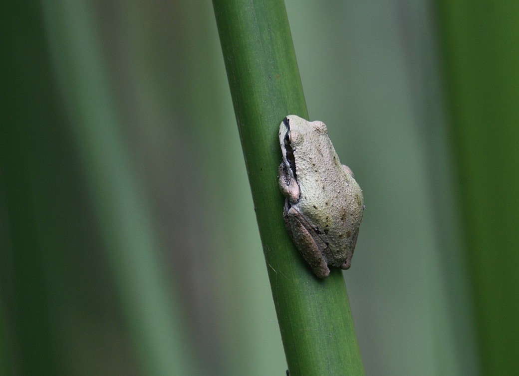 兩棲類 - ML643214174