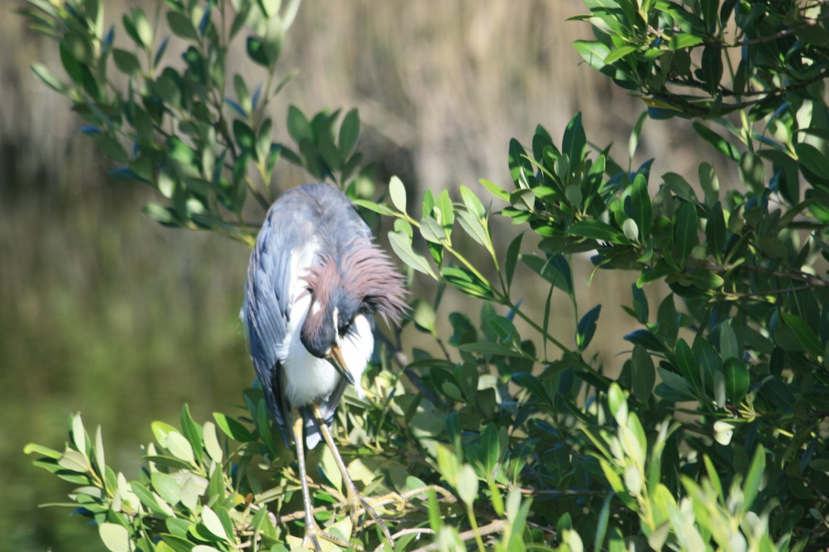 Tricolored Heron - ML643214178