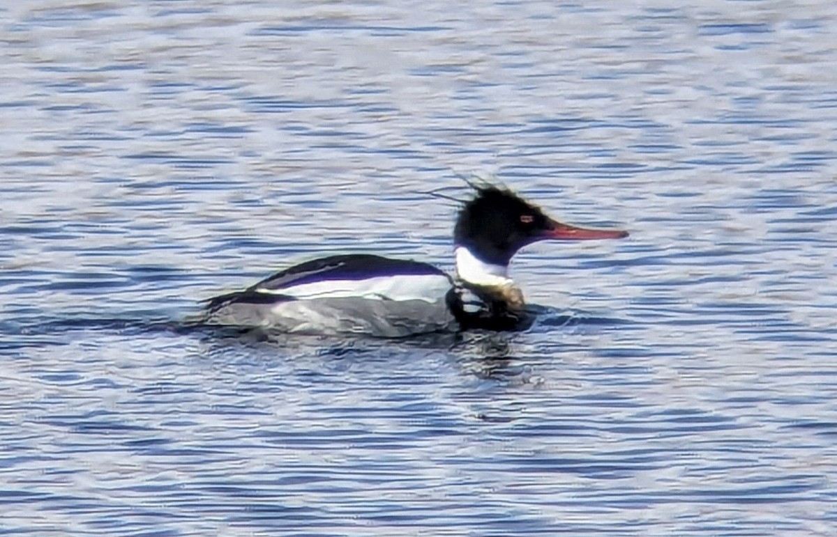 Red-breasted Merganser - ML643214179
