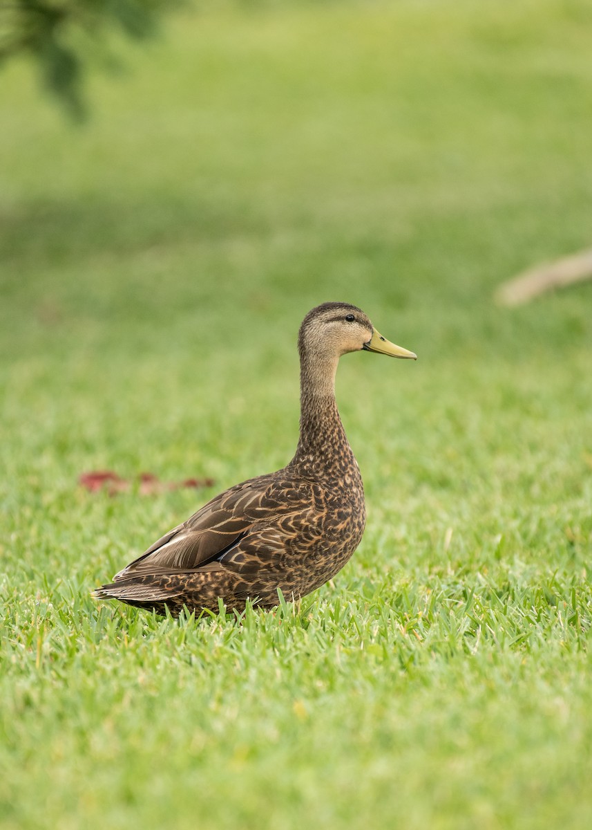 Mottled Duck - ML643214180