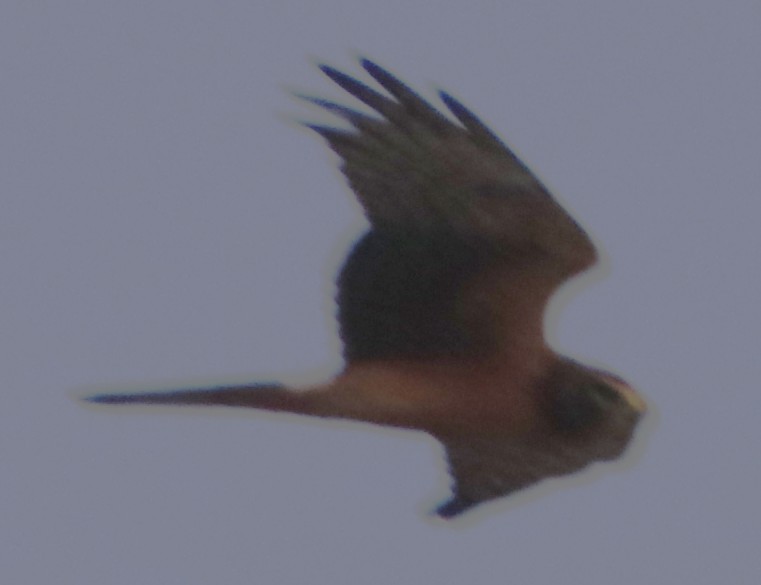 Northern Harrier - ML643214181