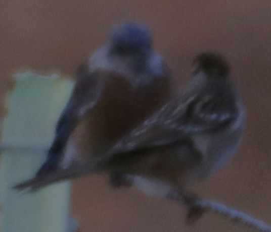Western Bluebird - ML643214182