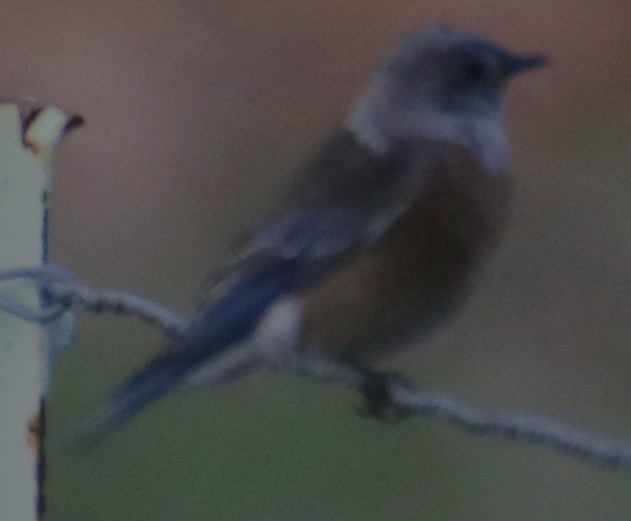 Western Bluebird - ML643214183