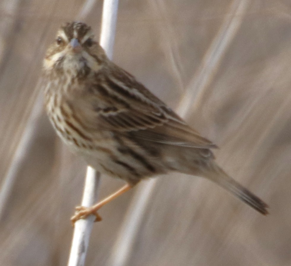 Savannah Sparrow - ML643214184