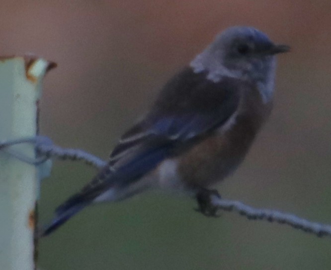 Western Bluebird - ML643214185