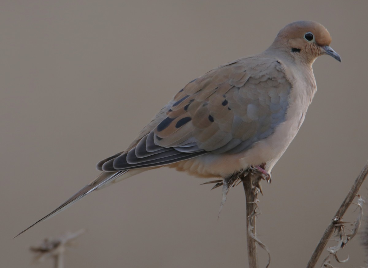 Mourning Dove - ML643214186