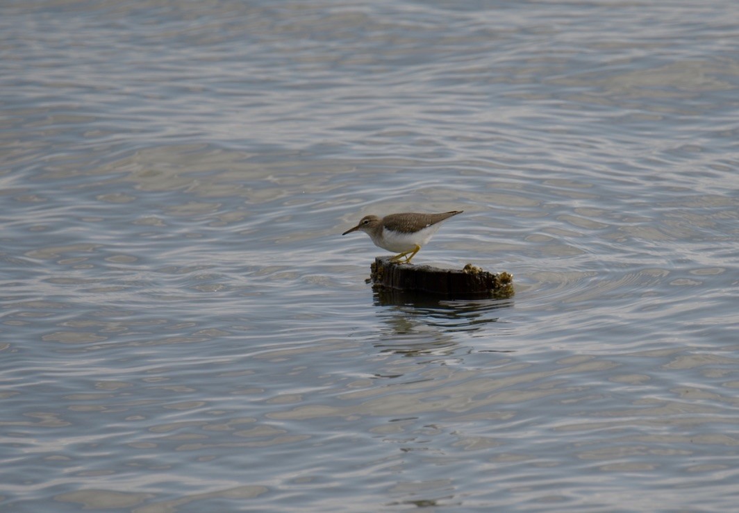 Spotted Sandpiper - ML643214187