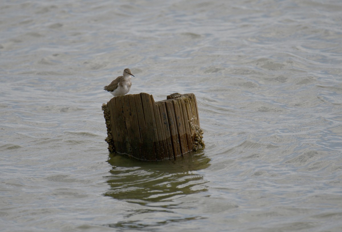 Spotted Sandpiper - ML643214189