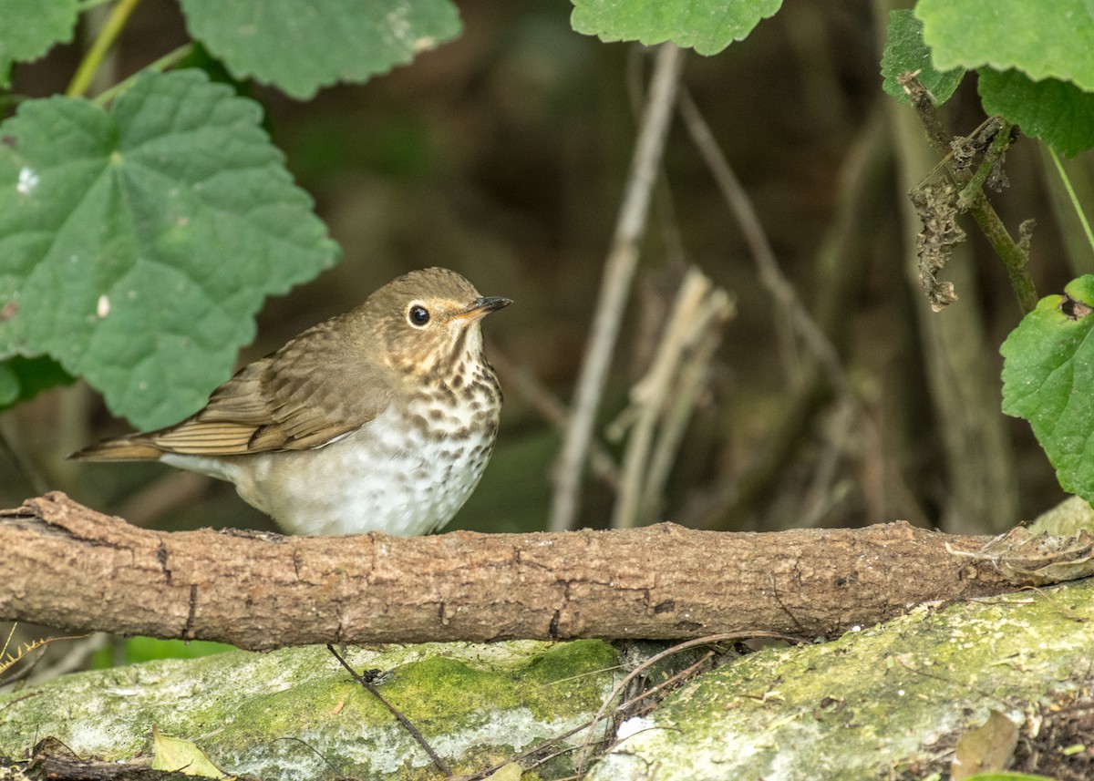 Swainson's Thrush - ML643214191
