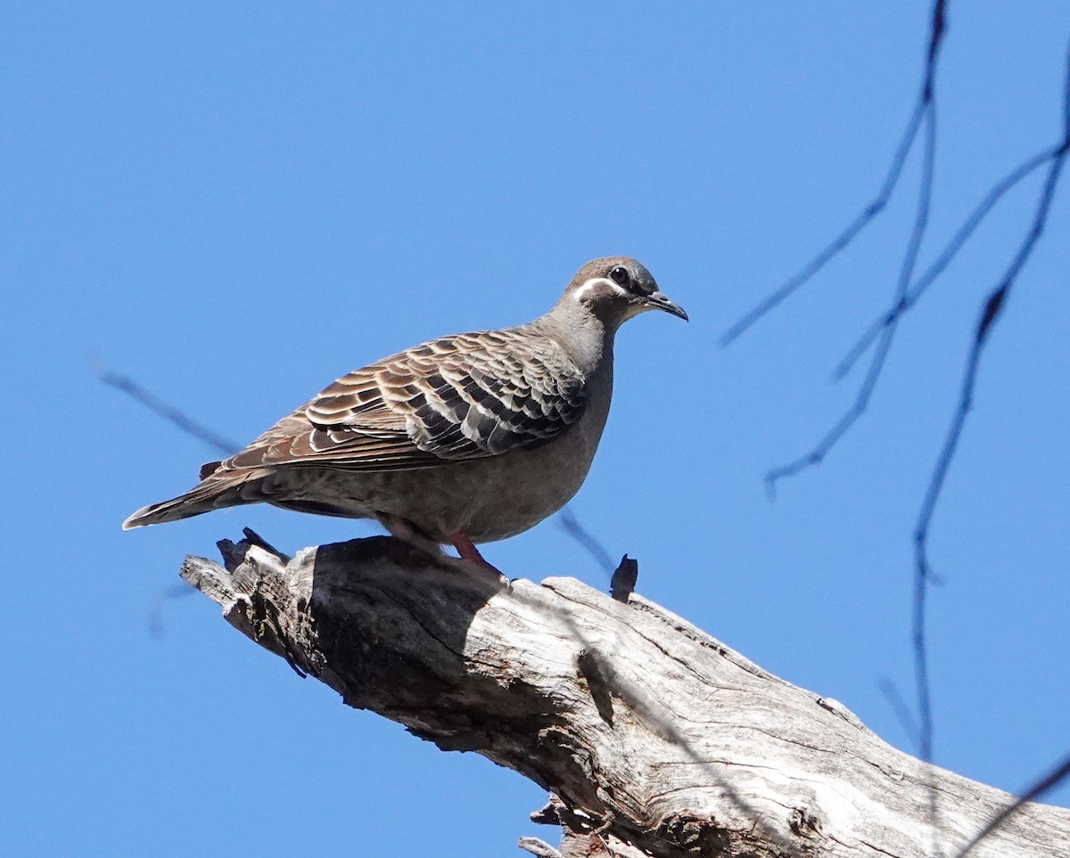 Common Bronzewing - ML643214192