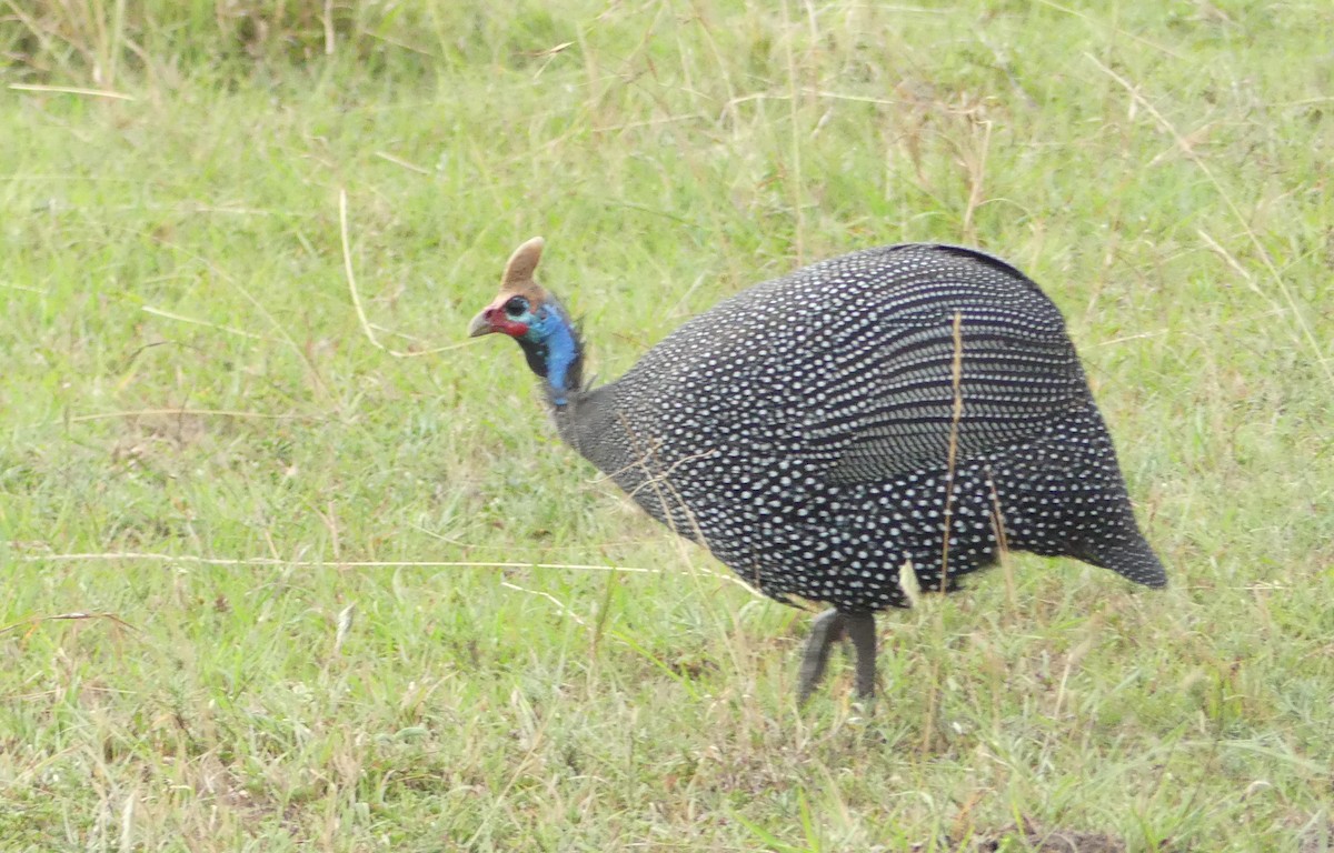 Helmeted Guineafowl - ML643214195