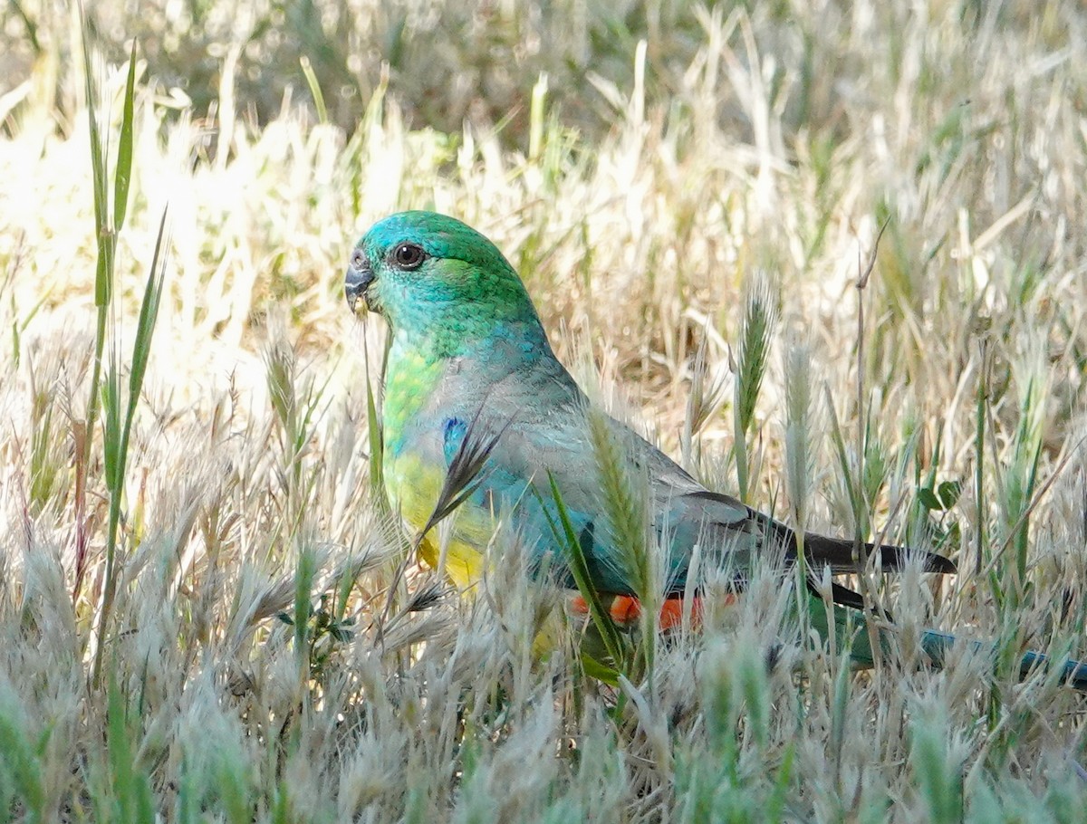 Red-rumped Parrot - ML643214196
