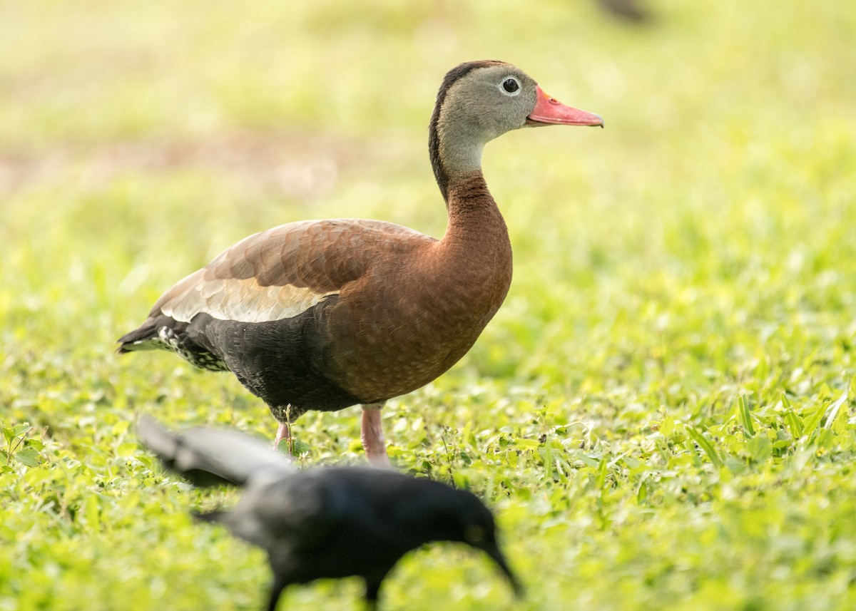 Black-bellied Whistling-Duck - ML643214200