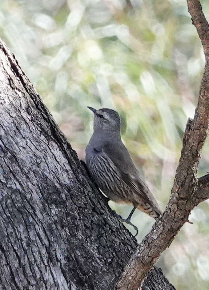 Brown Treecreeper - ML643214201