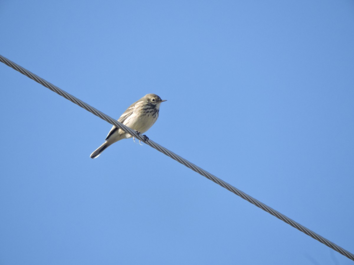 American Pipit - ML643214203