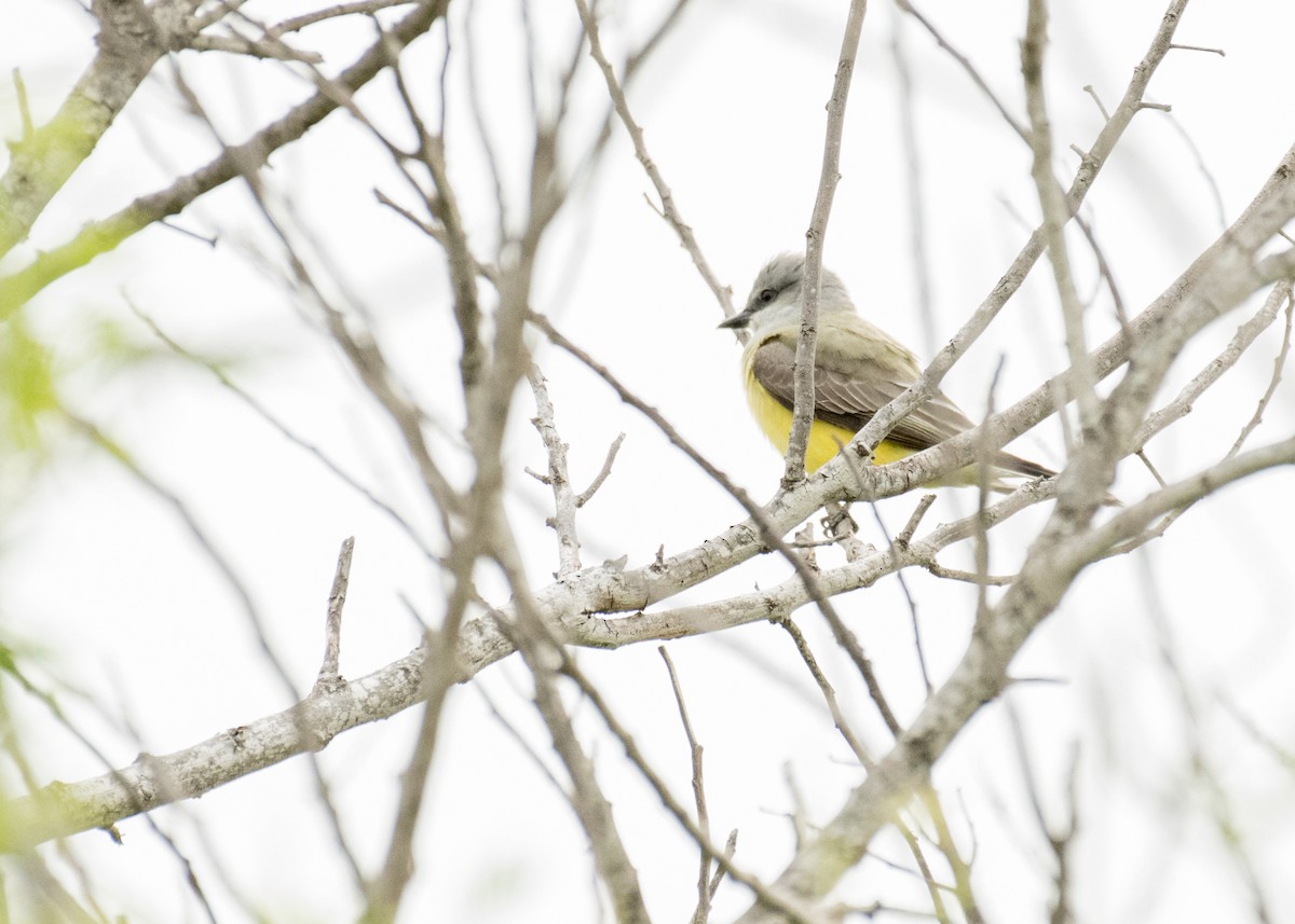 Western Kingbird - ML643214206