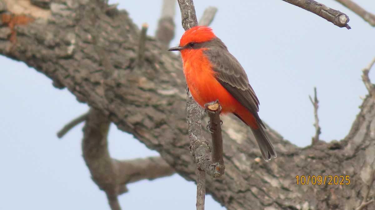 Vermilion Flycatcher - ML643214207