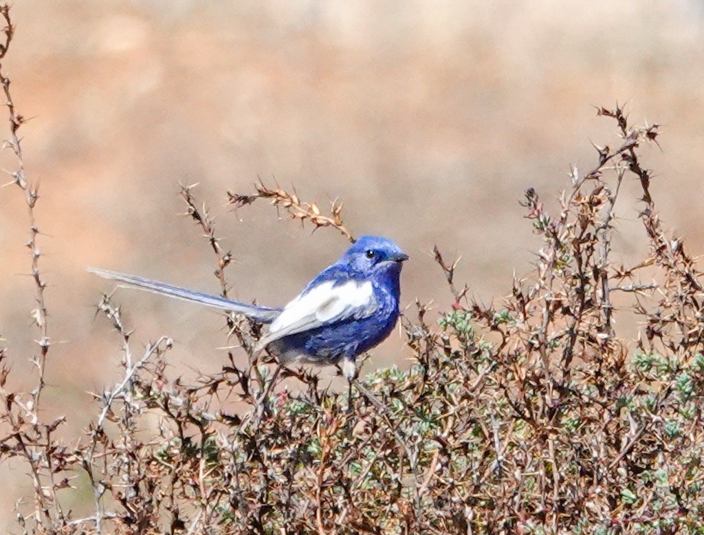 White-winged Fairywren - ML643214210