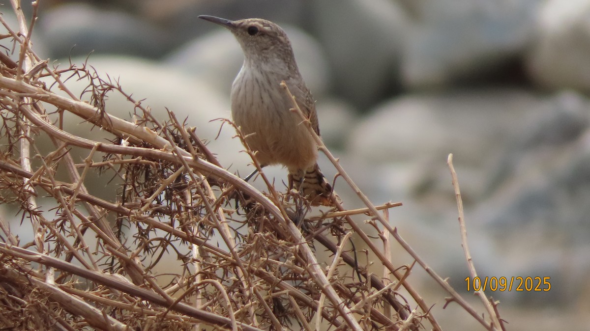 Rock Wren - ML643214214