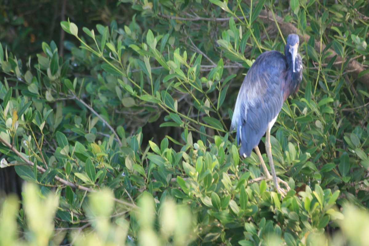 Tricolored Heron - ML643214229