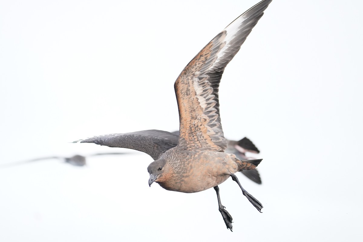 Chilean Skua - ML643214241