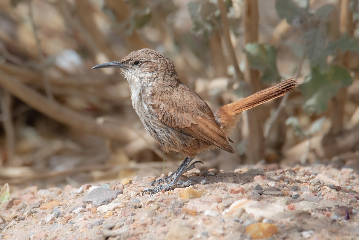 Straight-billed Earthcreeper - ML643214249