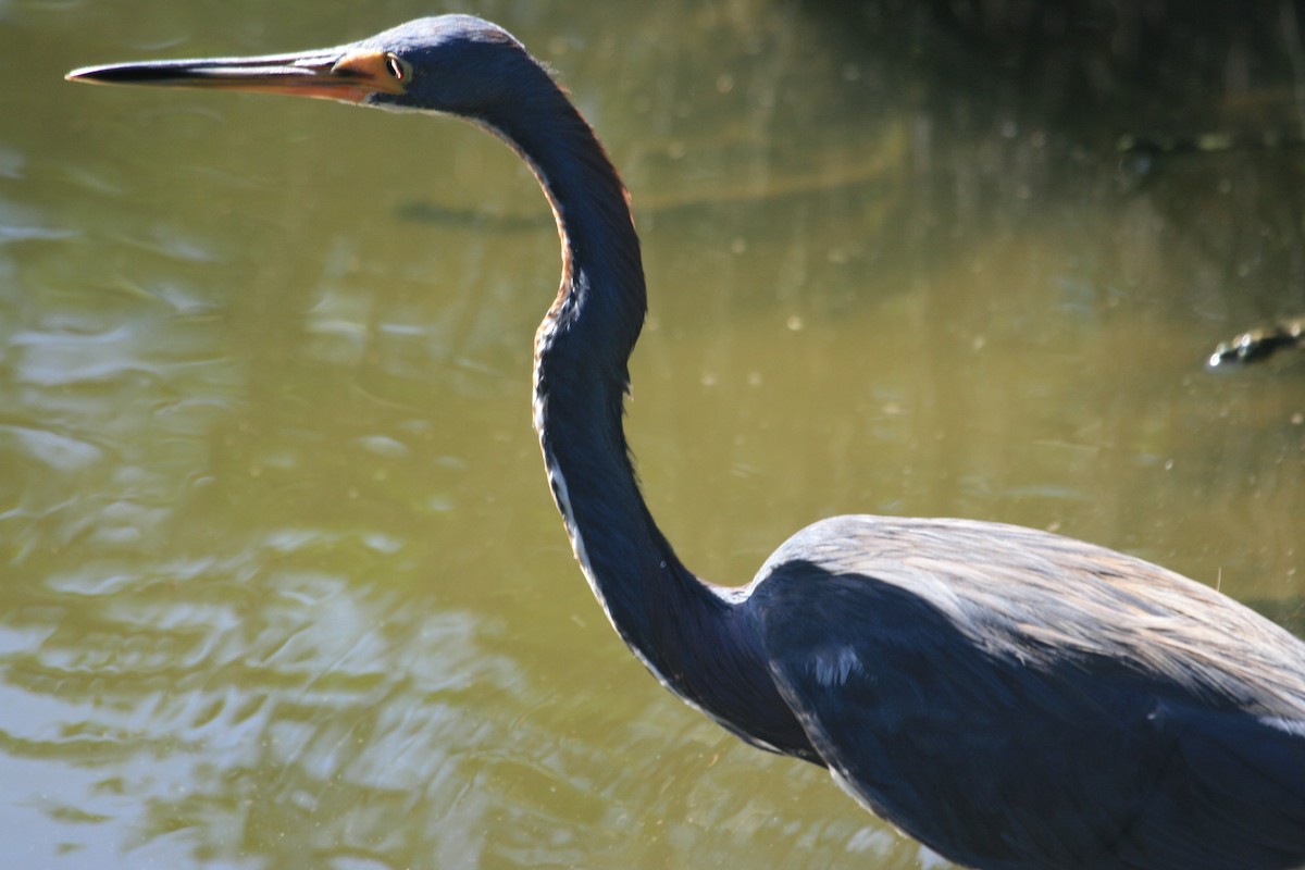 Tricolored Heron - ML643214251