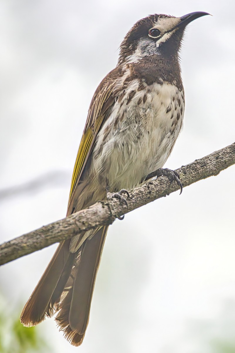 White-fronted Honeyeater - ML643214269